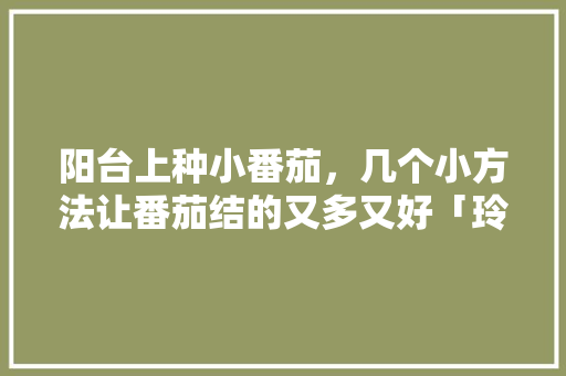 阳台上种小番茄，几个小方法让番茄结的又多又好「玲珑小番茄怎么种植无籽」 阳台上种小番茄，几个小方法让番茄结的又多又好「玲珑小番茄怎么种植无籽」 农业常识