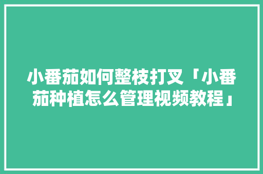 小番茄如何整枝打叉「小番茄种植怎么管理视频教程」 小番茄如何整枝打叉「小番茄种植怎么管理视频教程」 植物种类