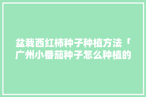 盆栽西红柿种子种植方法「广州小番茄种子怎么种植的」 盆栽西红柿种子种植方法「广州小番茄种子怎么种植的」 土壤施肥