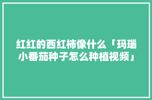 红红的西红柿像什么「玛瑙小番茄种子怎么种植视频」