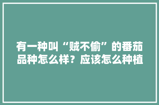 有一种叫“贼不偷”的番茄品种怎么样？应该怎么种植呢「绿宝石番茄怎么种植方法」 有一种叫“贼不偷”的番茄品种怎么样？应该怎么种植呢「绿宝石番茄怎么种植方法」 种植技巧
