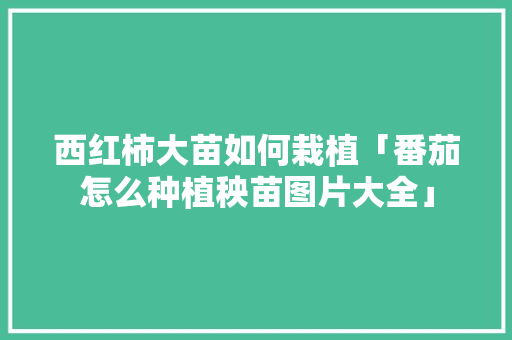 西红柿大苗如何栽植「番茄怎么种植秧苗图片大全」 西红柿大苗如何栽植「番茄怎么种植秧苗图片大全」 土壤施肥