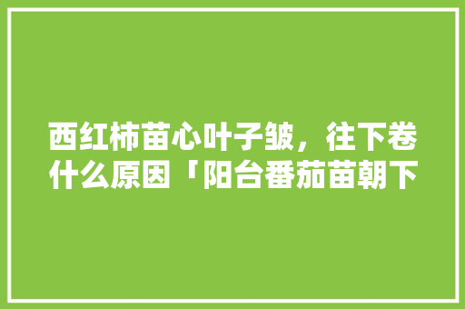 西红柿苗心叶子皱,往下卷什么原因「阳台番茄苗朝下怎么种植视频」 植物种类 西红柿苗心叶子皱,往下卷什么原因「阳台番茄苗朝下怎么种植视频」 西红柿苗心叶子皱,往下卷什么原因「阳台番茄苗朝下怎么种植视频」 植物种类