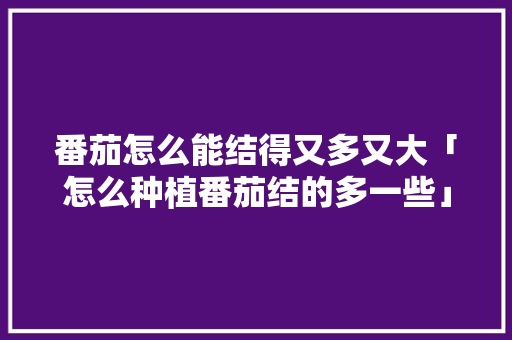 番茄怎么能结得又多又大「怎么种植番茄结的多一些」 番茄怎么能结得又多又大「怎么种植番茄结的多一些」 花朵知识