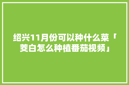绍兴11月份可以种什么菜「茭白怎么种植番茄视频」