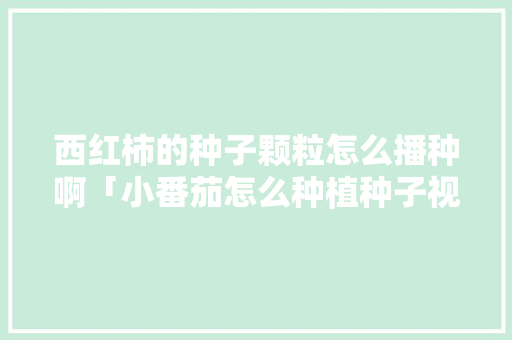 西红柿的种子颗粒怎么播种啊「小番茄怎么种植种子视频」 西红柿的种子颗粒怎么播种啊「小番茄怎么种植种子视频」 番茄种植技巧