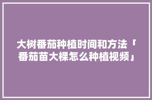 大树番茄种植时间和方法「番茄苗大棵怎么种植视频」 大树番茄种植时间和方法「番茄苗大棵怎么种植视频」 种植技巧