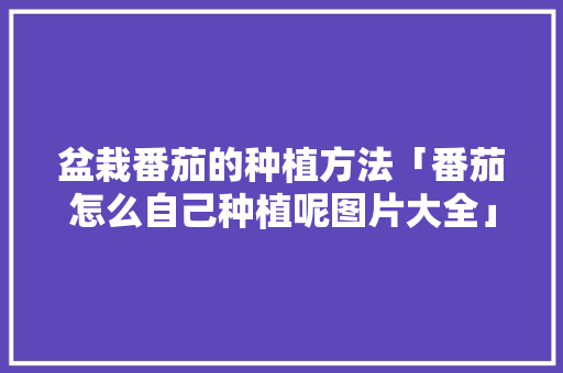 盆栽番茄的种植方法「番茄怎么自己种植呢图片大全」 盆栽番茄的种植方法「番茄怎么自己种植呢图片大全」 种植技巧