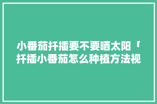 小番茄扦插要不要晒太阳「扦插小番茄怎么种植方法视频」 小番茄扦插要不要晒太阳「扦插小番茄怎么种植方法视频」 种植技巧