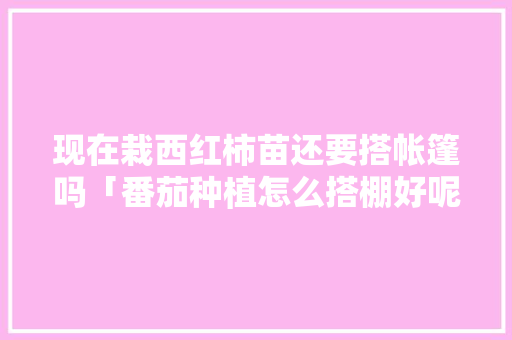 现在栽西红柿苗还要搭帐篷吗「番茄种植怎么搭棚好呢」