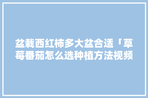 盆栽西红柿多大盆合适「草莓番茄怎么选种植方法视频」 盆栽西红柿多大盆合适「草莓番茄怎么选种植方法视频」 植物种类
