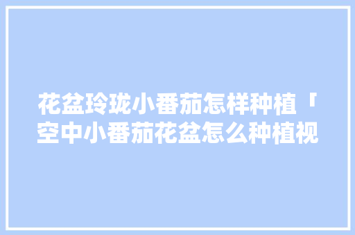 花盆玲珑小番茄怎样种植「空中小番茄花盆怎么种植视频」 花盆玲珑小番茄怎样种植「空中小番茄花盆怎么种植视频」 番茄病虫害防治