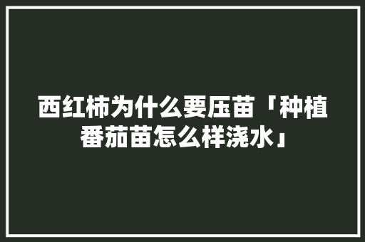 西红柿为什么要压苗「种植番茄苗怎么样浇水」 西红柿为什么要压苗「种植番茄苗怎么样浇水」 种植技巧