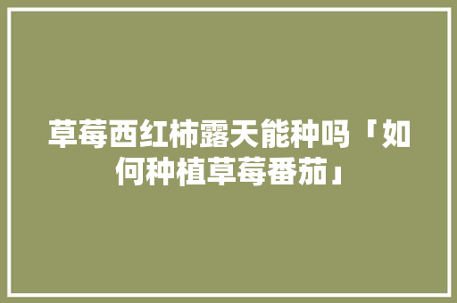 草莓西红柿露天能种吗「如何种植草莓番茄」 草莓西红柿露天能种吗「如何种植草莓番茄」 花朵知识