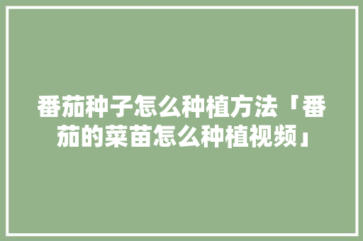 番茄种子怎么种植方法「番茄的菜苗怎么种植视频」 番茄种子怎么种植方法「番茄的菜苗怎么种植视频」 番茄种植技巧