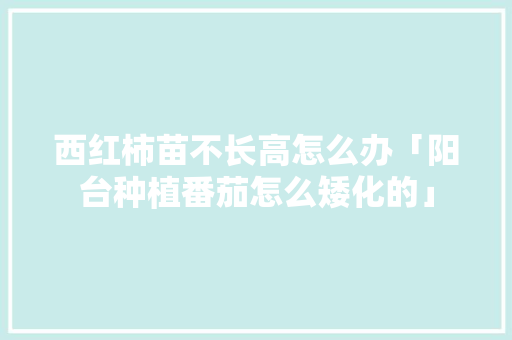 西红柿苗不长高怎么办「阳台种植番茄怎么矮化的」 西红柿苗不长高怎么办「阳台种植番茄怎么矮化的」 植物种类