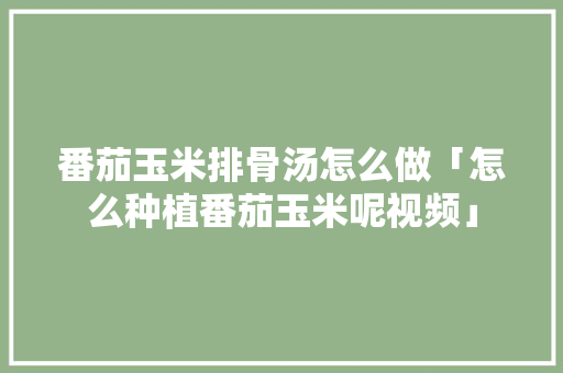 番茄玉米排骨汤怎么做「怎么种植番茄玉米呢视频」 番茄玉米排骨汤怎么做「怎么种植番茄玉米呢视频」 花朵知识