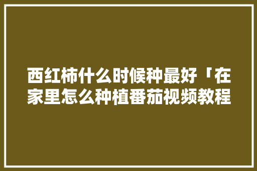 西红柿什么时候种最好「在家里怎么种植番茄视频教程」 西红柿什么时候种最好「在家里怎么种植番茄视频教程」 种植技巧