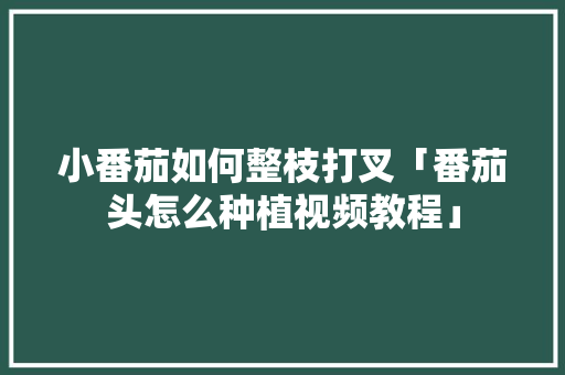 小番茄如何整枝打叉「番茄头怎么种植视频教程」 种植技巧 小番茄如何整枝打叉「番茄头怎么种植视频教程」 小番茄如何整枝打叉「番茄头怎么种植视频教程」 种植技巧