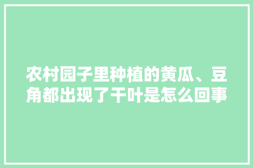 农村园子里种植的黄瓜、豆角都出现了干叶是怎么回事？怎么办「番茄干叶怎么种植视频」 农村园子里种植的黄瓜、豆角都出现了干叶是怎么回事？怎么办「番茄干叶怎么种植视频」 花朵知识