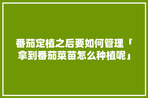 番茄定植之后要如何管理「拿到番茄菜苗怎么种植呢」 花朵知识 番茄定植之后要如何管理「拿到番茄菜苗怎么种植呢」 番茄定植之后要如何管理「拿到番茄菜苗怎么种植呢」 花朵知识