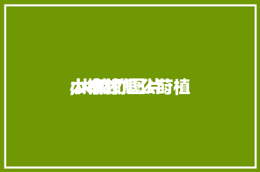 大楠烛怎么莳植小本领,大楠竹图片。 大楠烛怎么莳植小本领,大楠竹图片。 农业常识