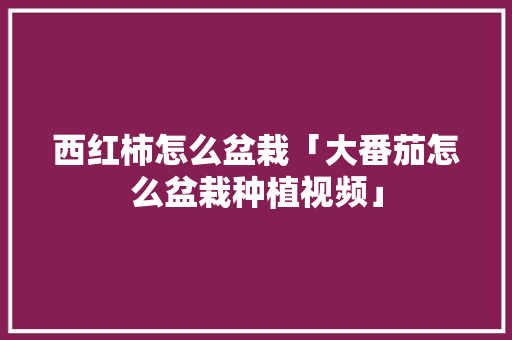 西红柿怎么盆栽「大番茄怎么盆栽种植视频」 西红柿怎么盆栽「大番茄怎么盆栽种植视频」 农业常识