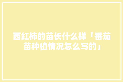 西红柿的苗长什么样「番茄苗种植情况怎么写的」 西红柿的苗长什么样「番茄苗种植情况怎么写的」 土壤施肥