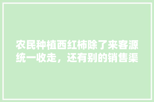 农民种植西红柿除了来客源统一收走，还有别的销售渠道吗「种植小番茄怎么销售好呢视频」 农民种植西红柿除了来客源统一收走，还有别的销售渠道吗「种植小番茄怎么销售好呢视频」 农业常识