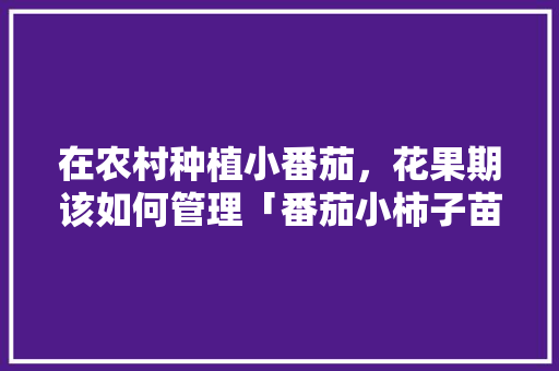 在农村种植小番茄，花果期该如何管理「番茄小柿子苗怎么种植视频」 在农村种植小番茄，花果期该如何管理「番茄小柿子苗怎么种植视频」 番茄种植技巧