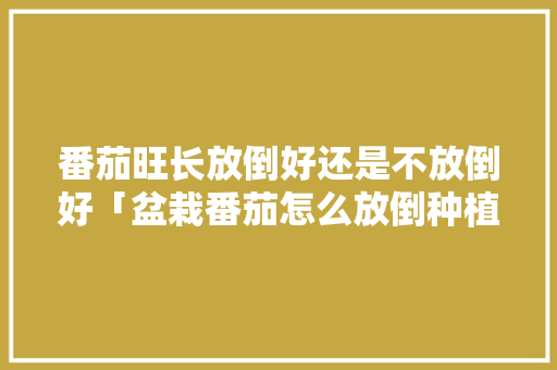 番茄旺长放倒好还是不放倒好「盆栽番茄怎么放倒种植视频」 番茄旺长放倒好还是不放倒好「盆栽番茄怎么放倒种植视频」 番茄病虫害防治