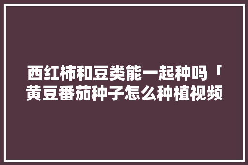 西红柿和豆类能一起种吗「黄豆番茄种子怎么种植视频」