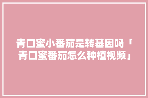 青口蜜小番茄是转基因吗「青口蜜番茄怎么种植视频」