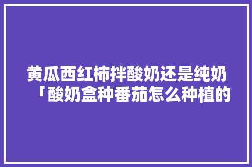 黄瓜西红柿拌酸奶还是纯奶「酸奶盒种番茄怎么种植的」