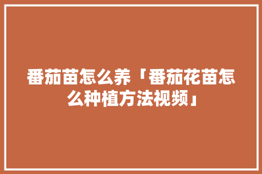 番茄苗怎么养「番茄花苗怎么种植方法视频」 番茄苗怎么养「番茄花苗怎么种植方法视频」 种植技巧