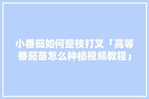 小番茄如何整枝打叉「高等番茄苗怎么种植视频教程」 小番茄如何整枝打叉「高等番茄苗怎么种植视频教程」 花朵知识
