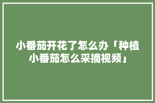 小番茄开花了怎么办「种植小番茄怎么采摘视频」