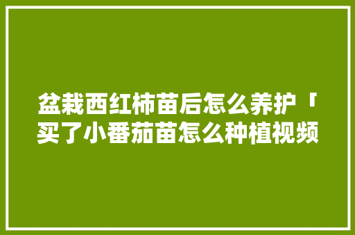盆栽西红柿苗后怎么养护「买了小番茄苗怎么种植视频」 种植技巧 盆栽西红柿苗后怎么养护「买了小番茄苗怎么种植视频」 盆栽西红柿苗后怎么养护「买了小番茄苗怎么种植视频」 种植技巧