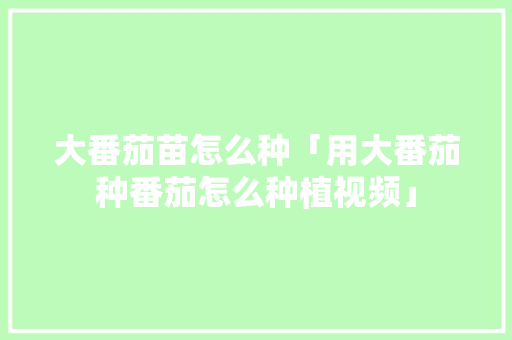 大番茄苗怎么种「用大番茄种番茄怎么种植视频」 大番茄苗怎么种「用大番茄种番茄怎么种植视频」 花朵知识