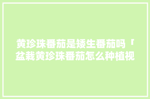 黄珍珠番茄是矮生番茄吗「盆栽黄珍珠番茄怎么种植视频」 黄珍珠番茄是矮生番茄吗「盆栽黄珍珠番茄怎么种植视频」 种植技巧