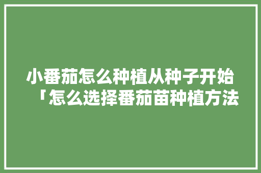 小番茄怎么种植从种子开始「怎么选择番茄苗种植方法呢」 小番茄怎么种植从种子开始「怎么选择番茄苗种植方法呢」 番茄种植技巧