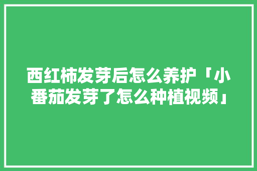 西红柿发芽后怎么养护「小番茄发芽了怎么种植视频」 西红柿发芽后怎么养护「小番茄发芽了怎么种植视频」 种植技巧
