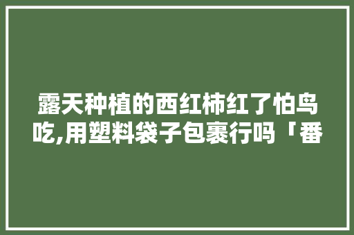 露天种植的西红柿红了怕鸟吃,用塑料袋子包裹行吗「番茄种植袋怎么卖出去」 露天种植的西红柿红了怕鸟吃,用塑料袋子包裹行吗「番茄种植袋怎么卖出去」 农业常识