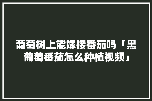 葡萄树上能嫁接番茄吗「黑葡萄番茄怎么种植视频」