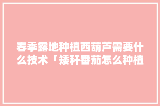 春季露地种植西葫芦需要什么技术「矮秆番茄怎么种植方法视频」