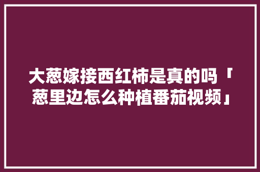 大葱嫁接西红柿是真的吗「葱里边怎么种植番茄视频」 大葱嫁接西红柿是真的吗「葱里边怎么种植番茄视频」 农业常识
