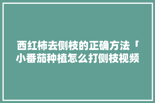 西红柿去侧枝的正确方法「小番茄种植怎么打侧枝视频」 西红柿去侧枝的正确方法「小番茄种植怎么打侧枝视频」 植物种类
