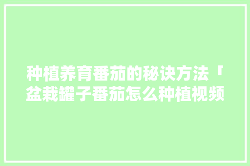种植养育番茄的秘诀方法「盆栽罐子番茄怎么种植视频」 种植养育番茄的秘诀方法「盆栽罐子番茄怎么种植视频」 花朵知识