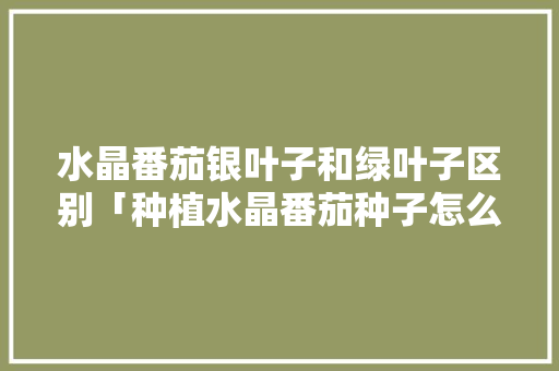 水晶番茄银叶子和绿叶子区别「种植水晶番茄种子怎么种植」 水晶番茄银叶子和绿叶子区别「种植水晶番茄种子怎么种植」 农业常识