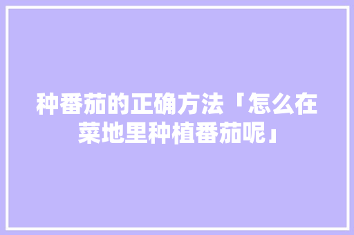 种番茄的正确方法「怎么在菜地里种植番茄呢」 种番茄的正确方法「怎么在菜地里种植番茄呢」 土壤施肥